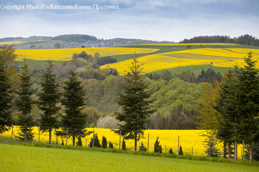 Field, Grass, Grassland, Land, Outdoors, Conifer, Fir
