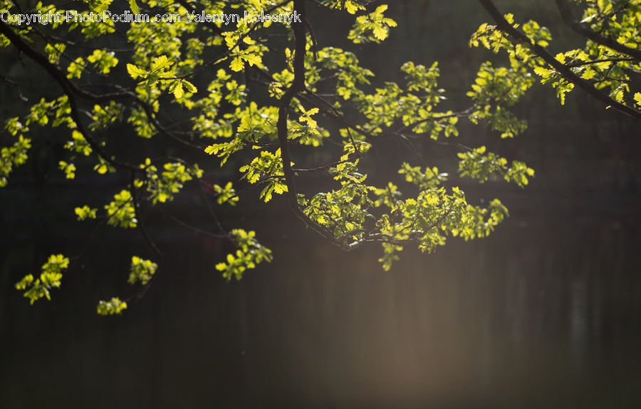 Dill, Plant, Flare, Light, Sunlight, Conifer, Fir