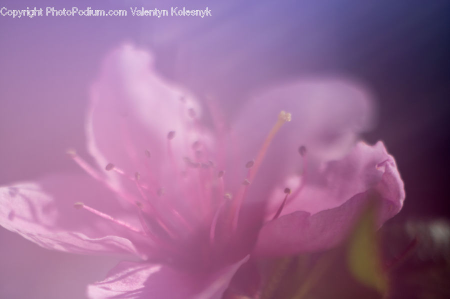 Blossom, Flora, Flower, Geranium, Plant, Cherry Blossom, Carnation