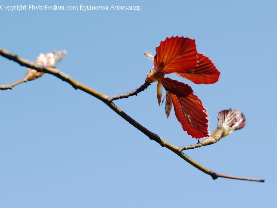Bud, Plant, Bee Eater, Bird, Veins, Blossom, Flora