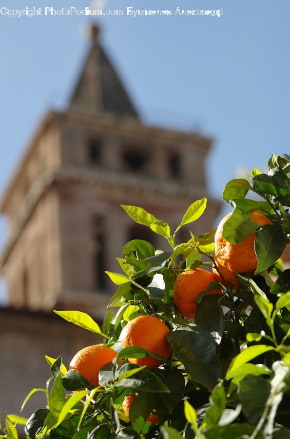Citrus Fruit, Fruit, Grapefruit, Persimmon, Orange, Plant, Blossom