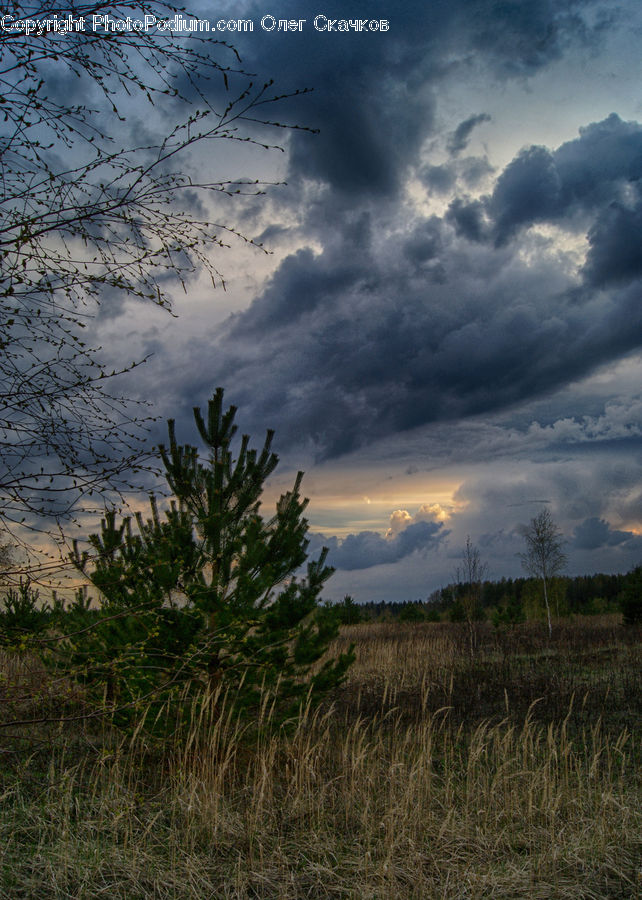 Field, Grass, Grassland, Plant, Conifer, Fir, Tree