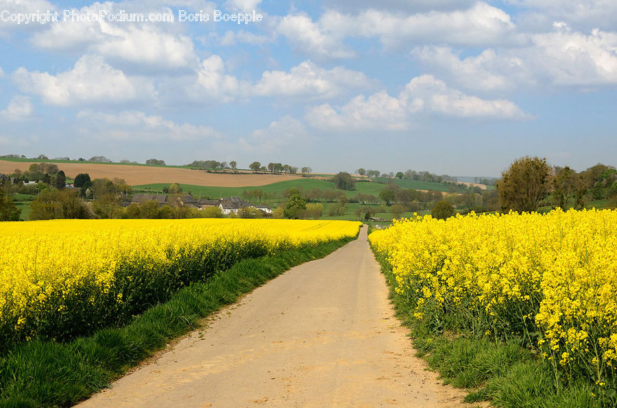 Dirt Road, Gravel, Road, Path, Walkway, Field