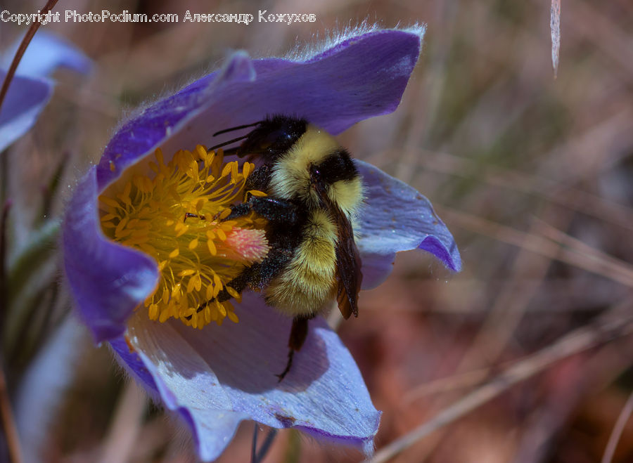 Andrena, Apidae, Bee, Bumblebee, Honey Bee, Insect, Invertebrate