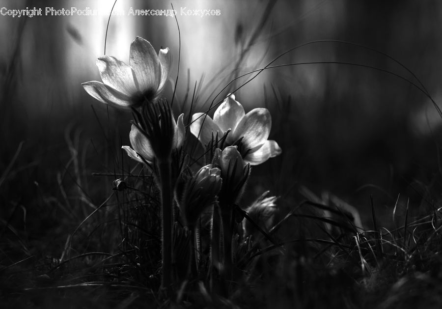Blossom, Flora, Flower, Plant, Tulip, Grain, Grass