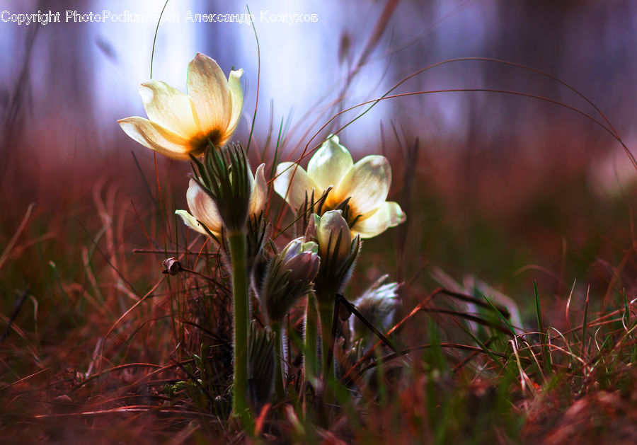 Plant, Potted Plant, Field, Grass, Grassland, Blossom, Crocus