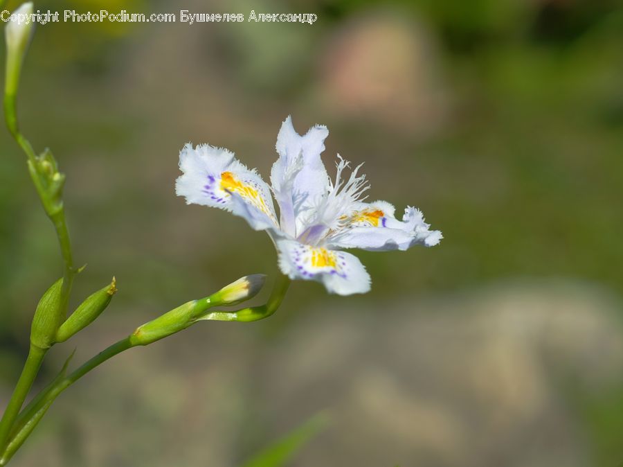 Blossom, Flora, Flower, Plant, Daisies, Daisy, Crocus
