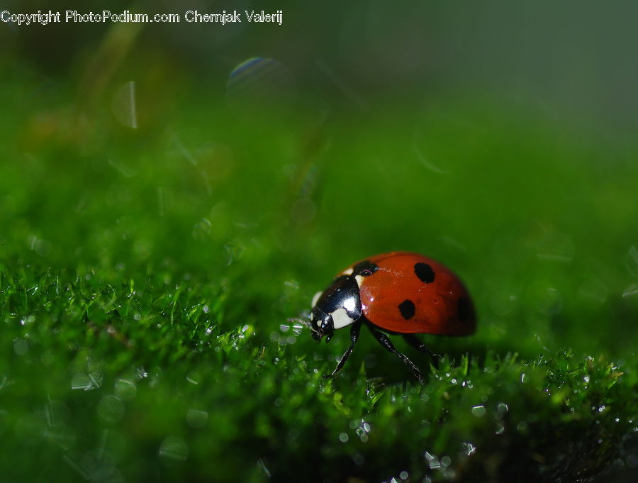 Ant, Insect, Invertebrate, Field, Grass, Grassland, Plant