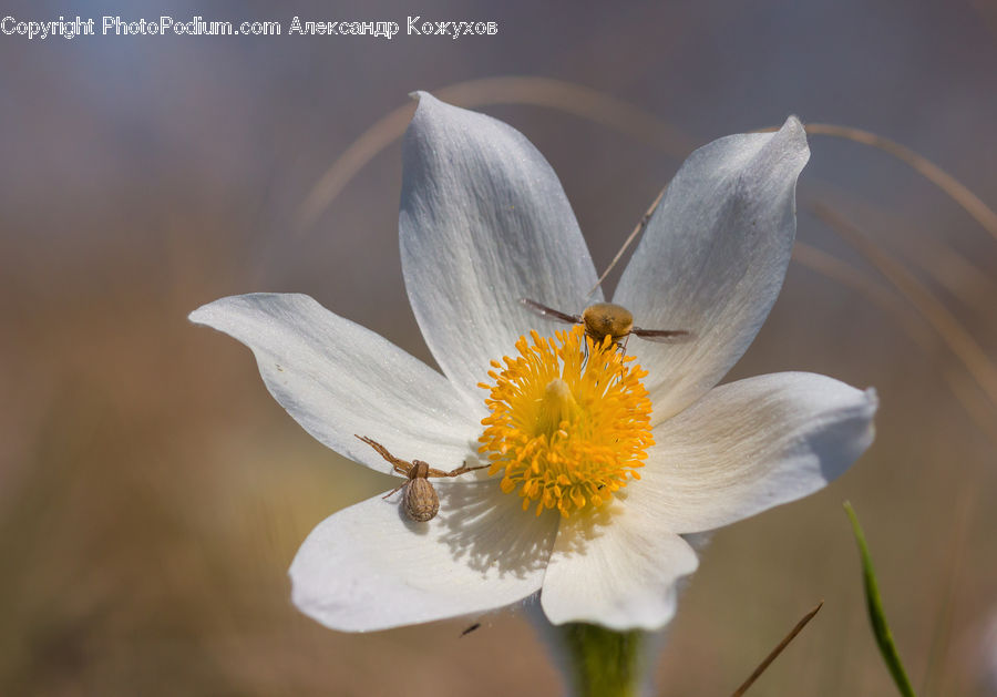 Flora, Pollen, Bee, Insect, Invertebrate, Cosmos, Daisies