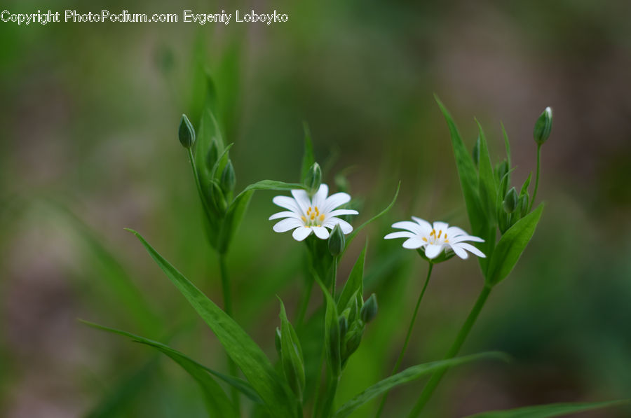 Daisies, Daisy, Flower, Plant, Asteraceae, Blossom, Flora