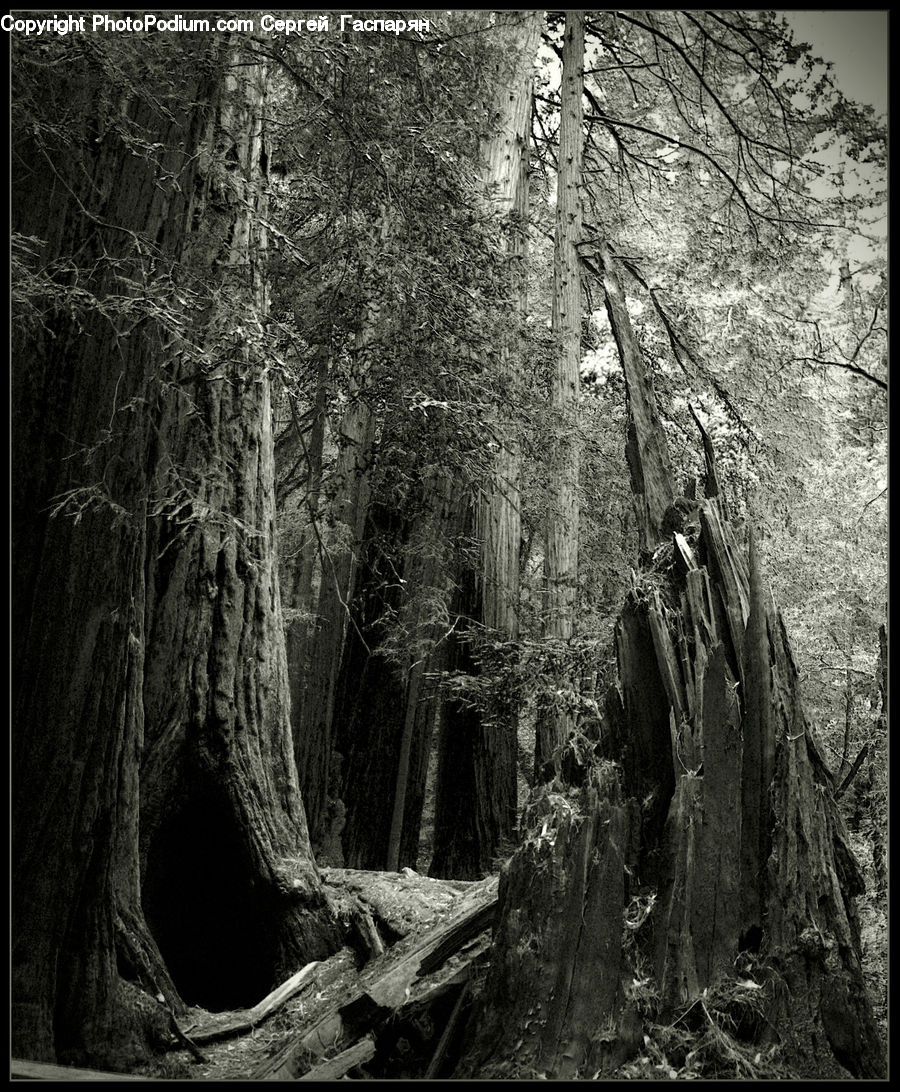 Fir, Redwood, Tree, Wood, Forest, Vegetation, Grove