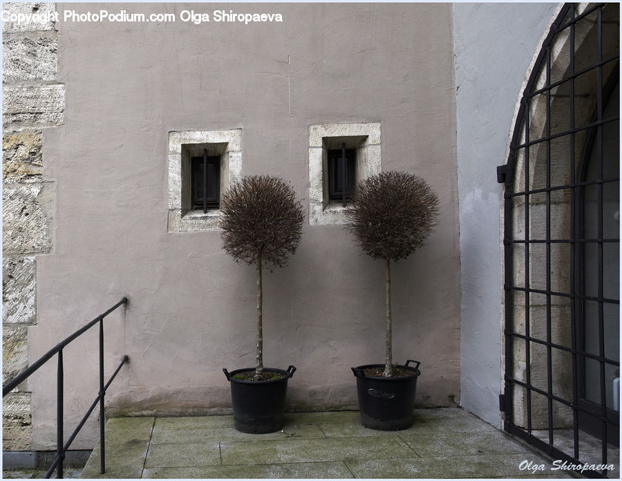 Pot, Pottery, Plant, Potted Plant, Bucket, Brick, Fence