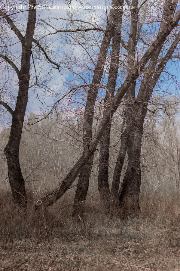 Birch, Tree, Wood, Plant, Forest, Grove, Land