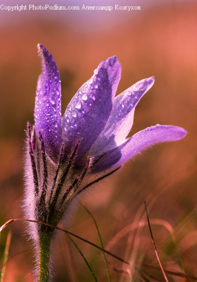Blossom, Crocus, Flora, Flower, Plant, Geranium, Lavender