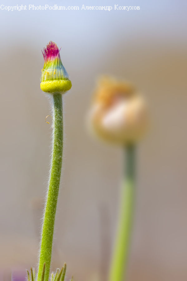 Bud, Plant, Droplet, Blossom, Flora, Flower, Field