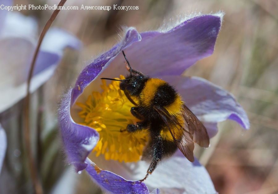 Bee, Insect, Invertebrate, Andrena, Apidae, Bumblebee, Honey Bee