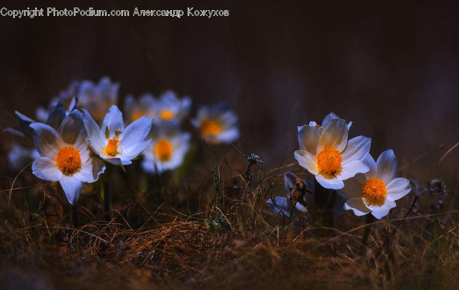 Blossom, Crocus, Flora, Flower, Plant, Daisies, Daisy