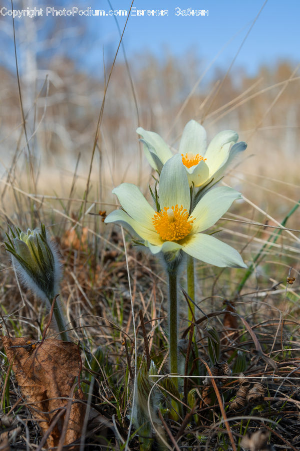 Cosmos, Blossom, Crocus, Flora, Flower, Plant, Daisies