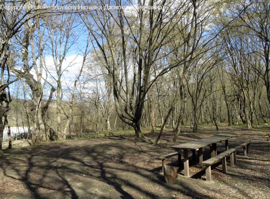 Bench, Forest, Grove, Land, Lumber, Boardwalk, Deck