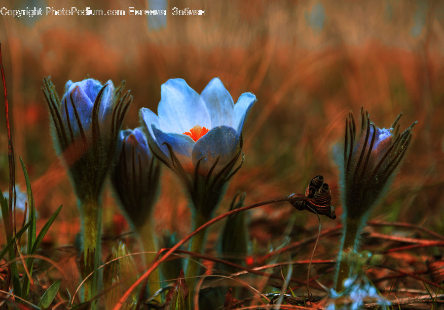Blossom, Crocus, Flora, Flower, Plant, Fiber, Flax