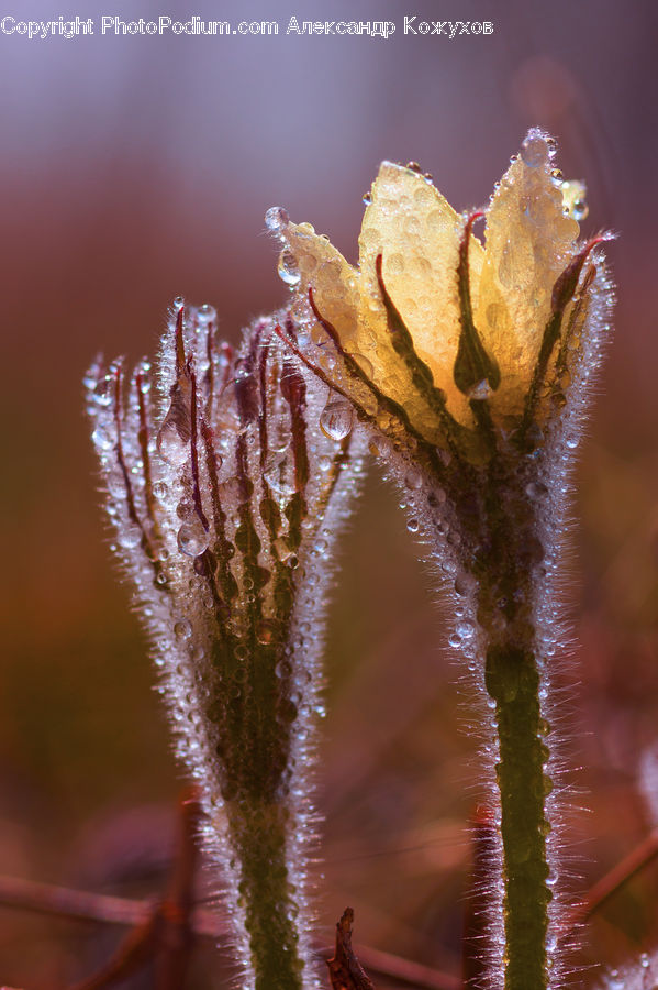 Frost, Ice, Outdoors, Snow, Arachnid, Garden Spider, Insect