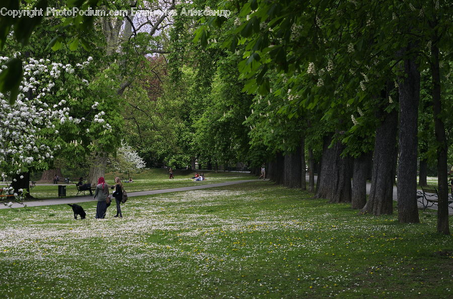 Oak, Tree, Wood, Plant, Park, Blossom, Flora