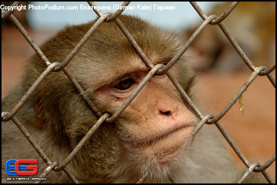 Animal, Mammal, Monkey, Head, Portrait, Face