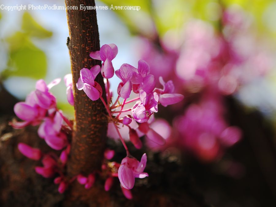 Blossom, Flora, Flower, Plant, Cherry Blossom, Lilac, Hibiscus