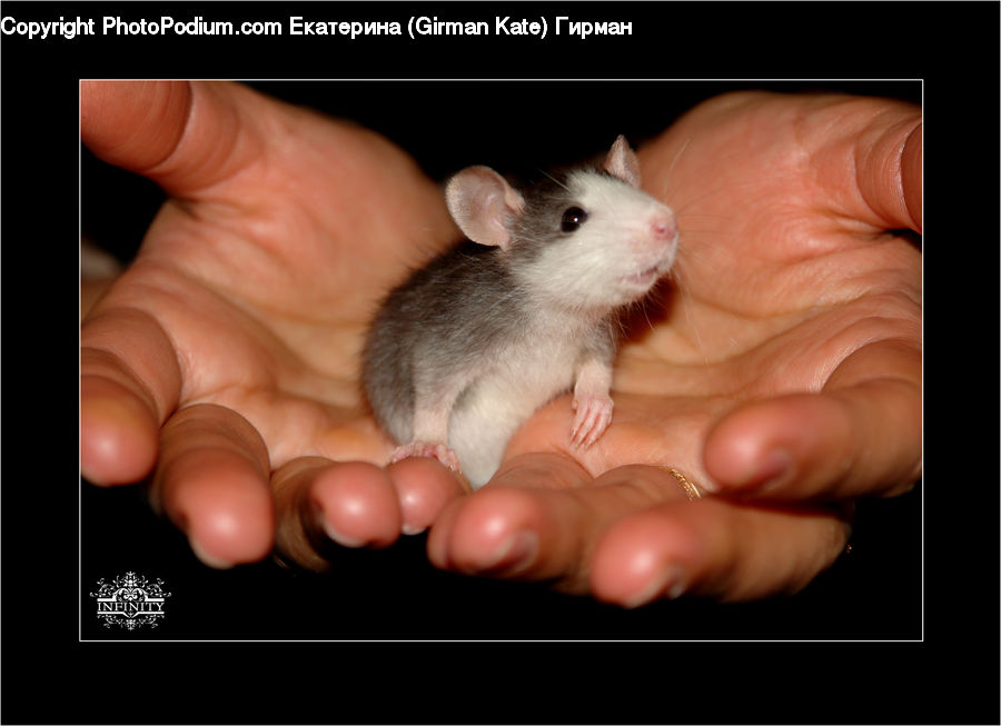 Animal, Mammal, Rat, Rodent, Toe, Face
