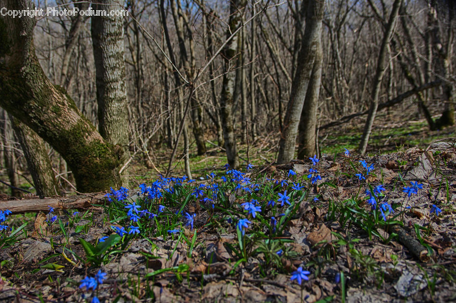 Forest, Grove, Land, Fiber, Flax, Flora, Flower