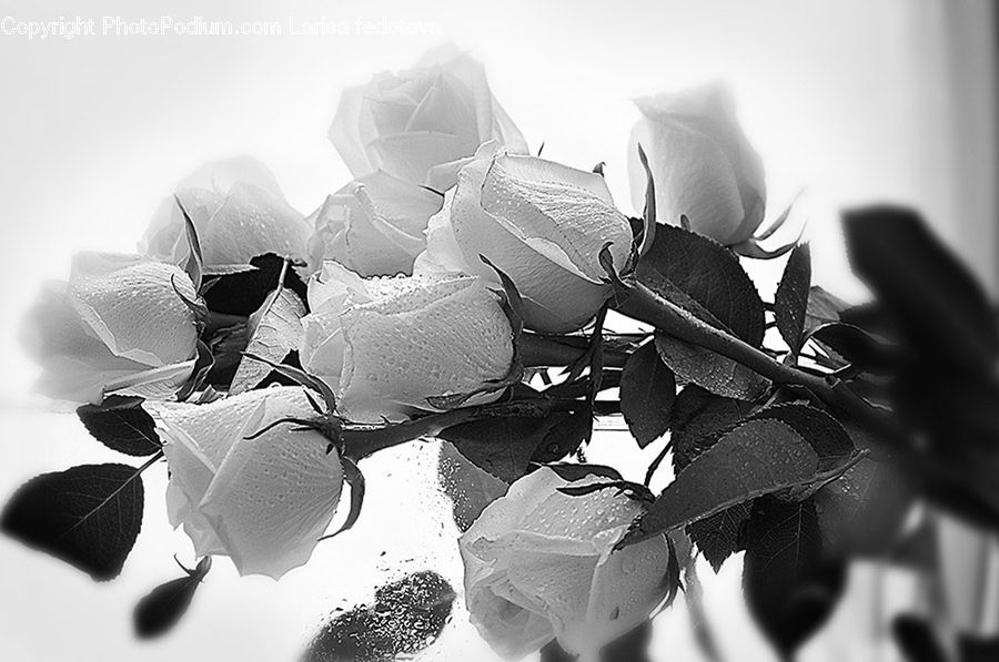 Blossom, Flora, Flower, Petal, Plant, Rose, Paper