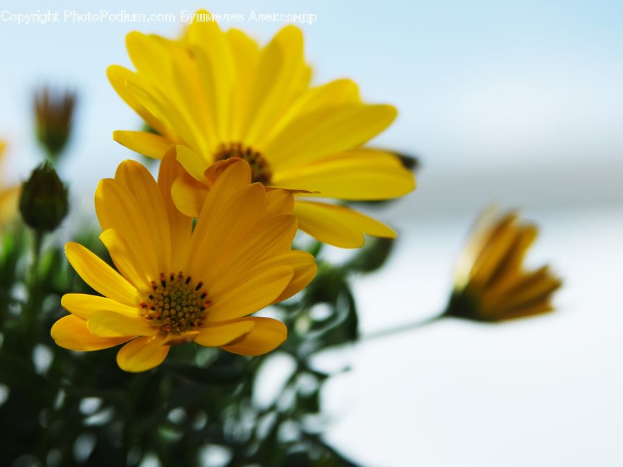 Flora, Flower, Plant, Treasure Flower, Pollen, Daisies, Daisy