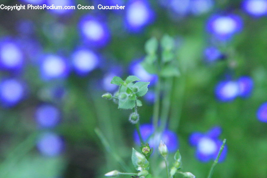 Blossom, Flora, Flower, Geranium, Plant, Dill, Pollen