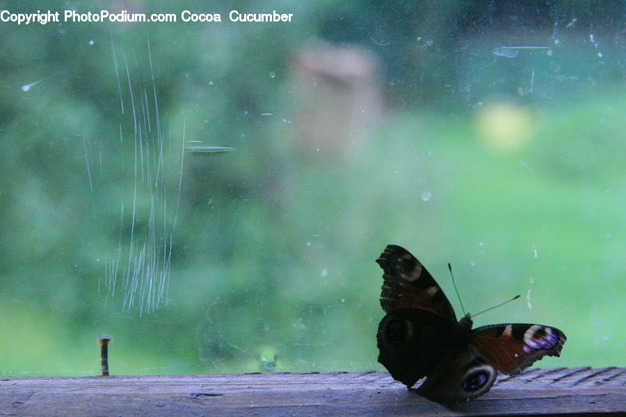 Butterfly, Insect, Invertebrate, Moth