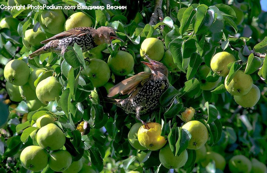 Citrus Fruit, Fruit, Orange, Quince, Pear, Grapefruit, Acorn