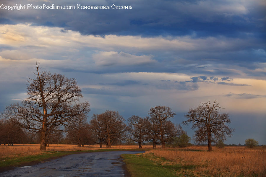 Dirt Road, Gravel, Road, Oak, Tree, Wood, Plant