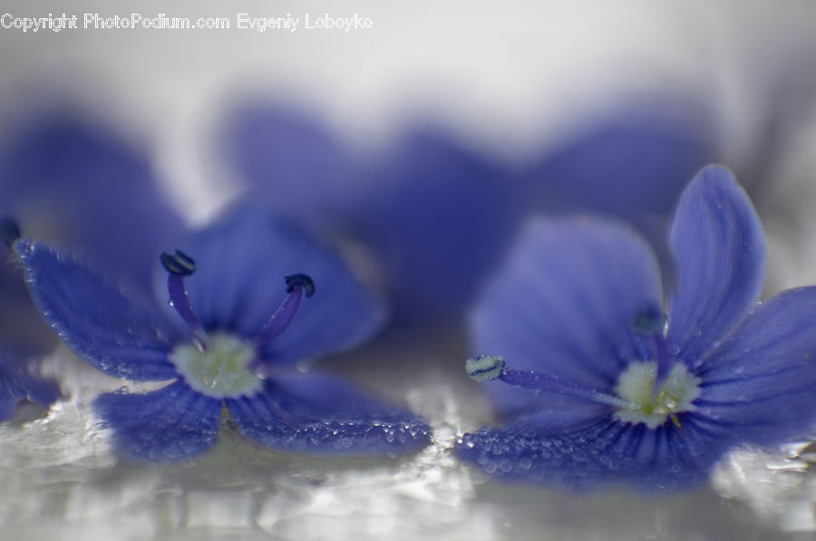 Fiber, Flax, Flora, Flower, Plant, Blossom, Geranium