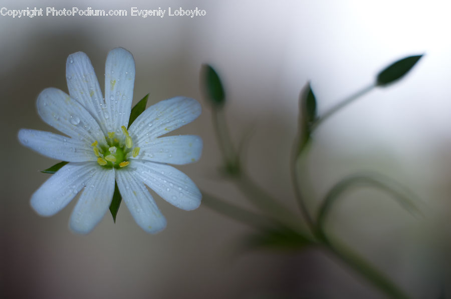 Blossom, Flora, Flower, Plant, Cosmos, Daisies, Daisy