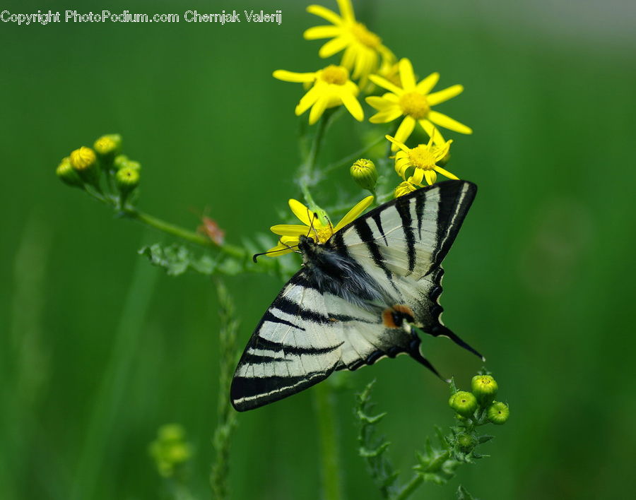 Butterfly, Insect, Invertebrate, Moth, Aster, Blossom, Flower