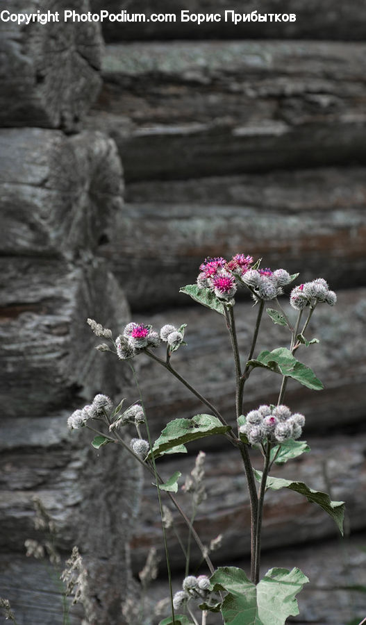 Flora, Flower, Plant, Thistle, Weed, Potted Plant, Blossom