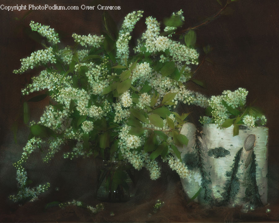 Dill, Plant, Weed, Coral Reef, Outdoors, Reef, Sea