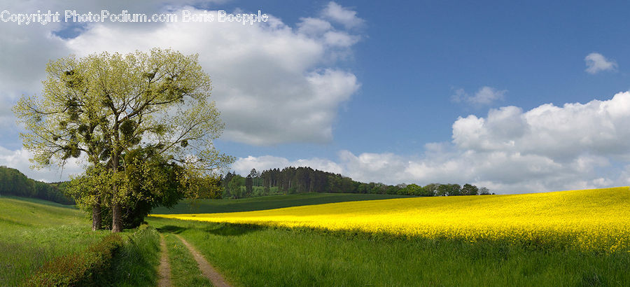 Field, Grass, Grassland, Land, Outdoors, Dirt Road, Gravel