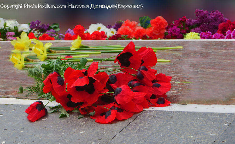 Blossom, Flora, Flower, Geranium, Plant, Potted Plant, Tulip
