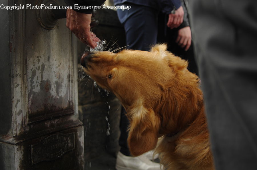 Animal, Canine, Dog, Golden Retriever, Mammal, Pet, Chow