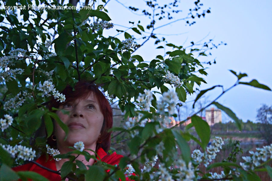 People, Person, Human, Plant, Potted Plant, Blossom, Flora