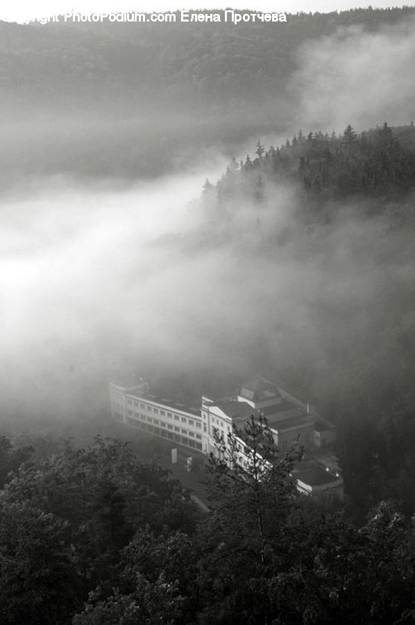 Plant, Potted Plant, Fog, City, Downtown, Urban, Pollution