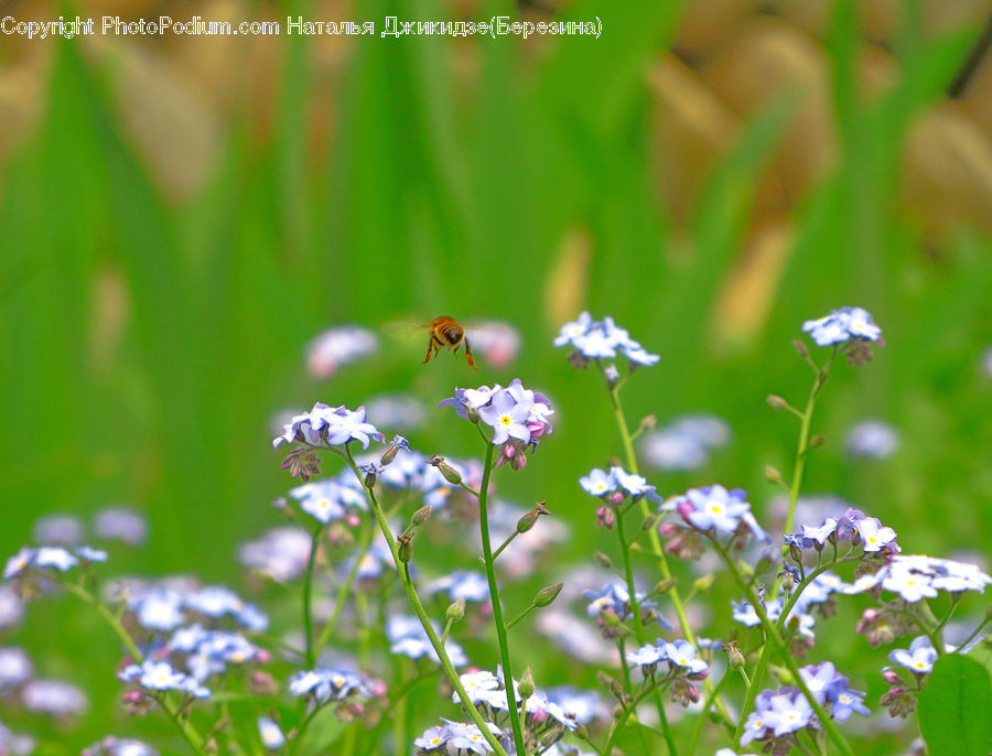 Fiber, Flax, Flora, Flower, Plant, Blossom, Aster