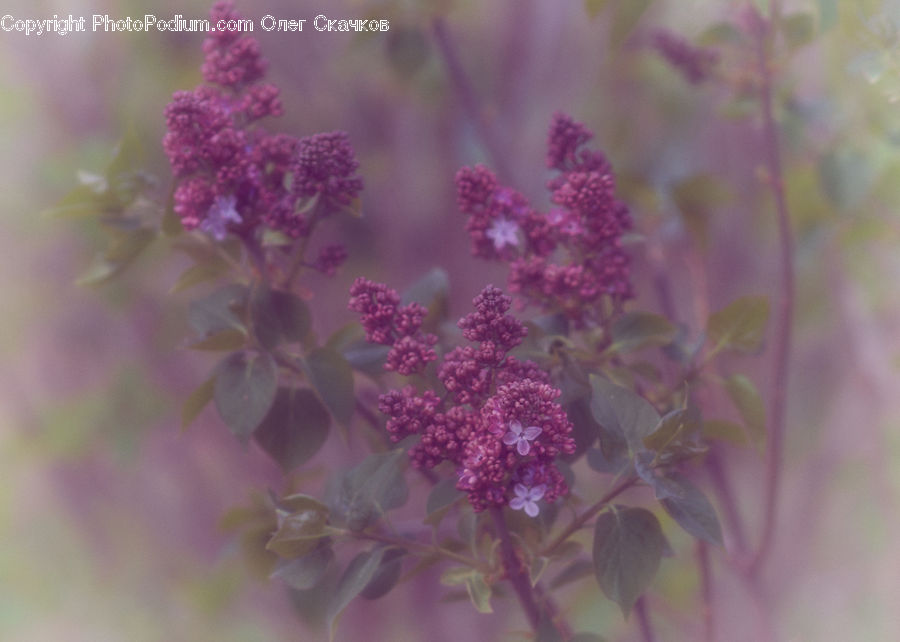 Blossom, Flora, Flower, Plant, Cherry Blossom, Apiaceae, Lilac