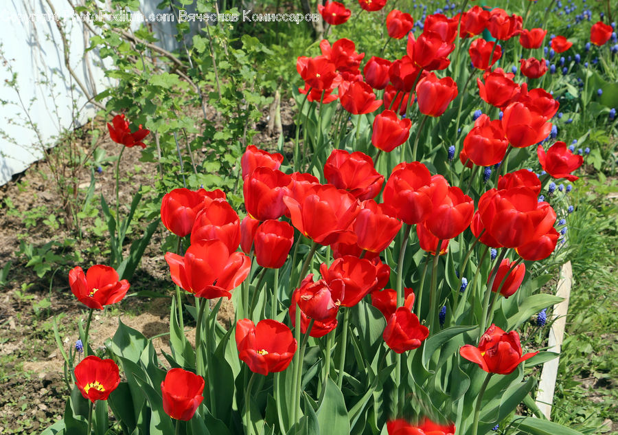 Blossom, Flora, Flower, Plant, Tulip, Geranium, Vine