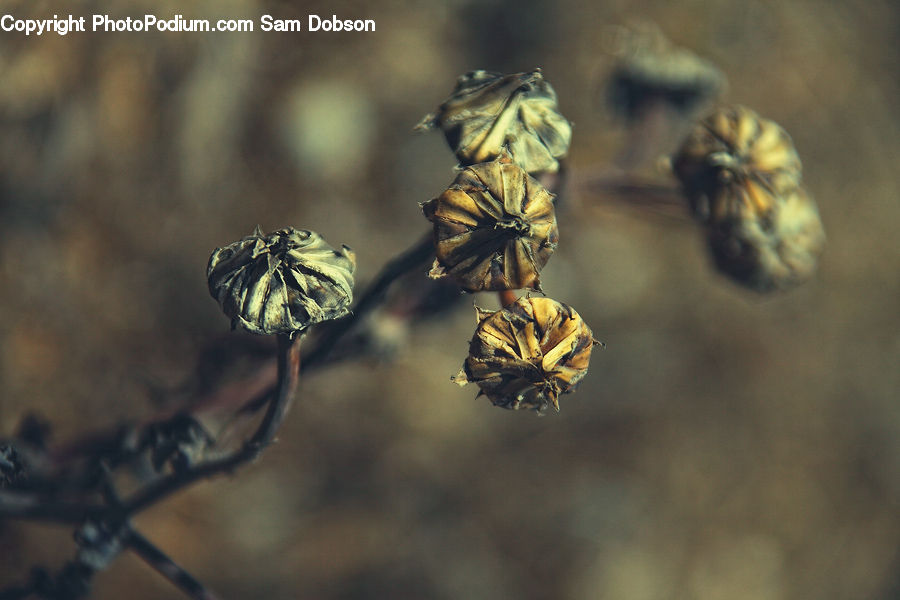 Artichoke, Plant, Weed, Arachnid, Garden Spider, Insect, Invertebrate